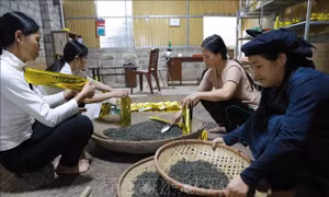 Hợp tác xã Hồng Hà, xã Bằng Phúc, huyện Chợ Đồn (Bắc Kạn) có hơn 15ha sản xuất chè Shan tuyết theo hướng hữu cơ, sản phẩm chè Shan tuyết của HTX được tiêu thụ tại các tỉnh phía Bắc và năm 2019 sản phẩm đạt chất lượng sản phẩm nông nghiệp “OCOP” 3 sao. Ảnh