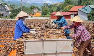 Quế Lào Cai đối mặt với thách thức để phát triển bền vững