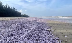 Ngao tự nhiên chết bất thường và trôi dạt vào bờ biển Thanh Hóa