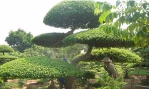 Các nghệ nhân chăm sóc cây thế ở làng cây cảnh Vỵ Khê, xã Điền Xá, huyện Nam Trực, tỉnh Nam Định. Ảnh: hoisvcvn.org.vn