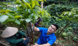 Khát vọng làm giàu của chàng trai xứ Mường Bùi Văn Tường