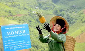 Niềm vui của nông dân khi được mùa dứa. Ảnh: Quang Quyết-TTXVN