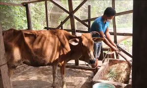 Hộ nghèo dân tộc thiểu số được vay hỗ trợ nhà ở không quá 40 triệu đồng/hộ