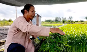 Nông dân Nguyễn Văn Bi, phường Thới An, quận Ô Môn, người làm giàu từ trồng cây rau muống. Ảnh: Thu Hiền – TTXVN
