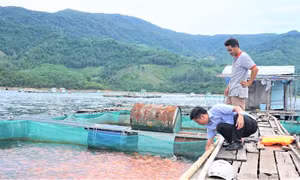 Mô hình nuôi cá lồng bè trên lòng hồ Định Bình, xã Vĩnh Hảo, huyện Vĩnh Thạnh, tỉnh Bình Định. Ảnh: thuysanvietnam.com.vn