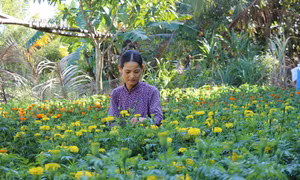Công nhận huyện Trà Cú, tỉnh Trà Vinh đạt chuẩn nông thôn mới