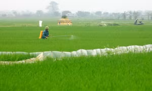 Nông dân huyện Vũ Thư (tinh Thái Bình) phun thuốc phòng trừ sâu bệnh trên lúa. Ảnh: Thế Duyệt - TTXVN