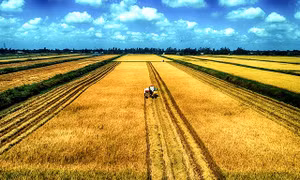 Sản xuất lúa theo mô hình cánh đồng lớn ở Bạc Liêu. Nguồn: nhandan.vn