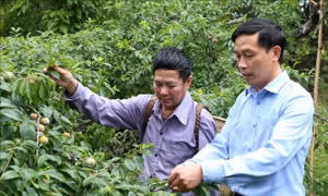 Người trồng mận Bắc Hà "buồn lòng" vì khô hạn kéo dài