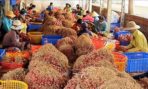 Sóc Trăng: Khẩn trương hỗ trợ tiêu thụ hành tím