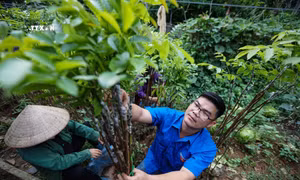 Khát vọng làm giàu của chàng trai xứ Mường Bùi Văn Tường