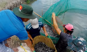Nông dân lãi đậm vì cá kèo tăng giá. Ảnh: Tuấn Kiệt- TTXVN