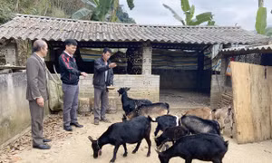 Nhờ kết hợp đa dạng các mô hình trong sản xuất nông nghiệp, gia đình anh Hồ Văn Trường ở bản Huổi Sen, xã Mường So, huyện Phong Thổ đã thoát khỏi diện hộ nghèo. Ảnh: Việt Hoàng-TTXVN