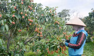 Vải thiều Đắk Lắk chín sớm hơn khoảng một tháng so với vụ thu hoạch vải thiều ở các tỉnh phía Bắc, được thu hoạch vào tháng 4 – tháng 5 hằng năm. Ảnh: Hoài Thu – TTXVN