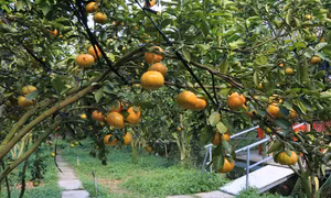 Vùng quýt hồng Lai Vung rộn ràng đón khách