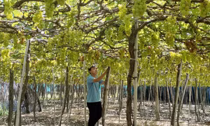 Hiệu quả phát triển của một hợp tác xã kiểu mới ở Ninh Thuận
