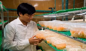 Anh Nguyễn Văn Tuấn làm giàu từ mô hình sản xuất nấm Đông trùng hạ thảo quy mô công nghiệp
