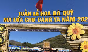 Khai mạc Tuần lễ Hoa Dã quỳ - Núi lửa Chư Đang Ya