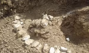 Phát hiện hóa thạch hệ động vật Hipparion 8 triệu năm tuổi ở Tân Cương