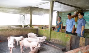 Nuôi lợn an toàn sinh học, tiết kiệm thức ăn để tăng lợi nhuận