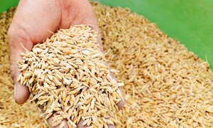 Xuất cấp gần 190 tấn hạt giống lúa, ngô hỗ trợ Hà Nam và Quảng Trị khắc phục hậu quả thiên tai