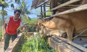 Trao sinh kế để người dân thoát nghèo bền vững ở Phú Yên