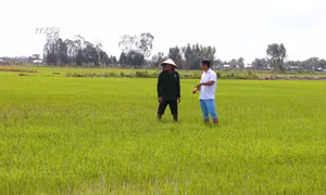 Sóc Trăng có nhiều giải pháp hạn chế rủi ro vụ lúa Hè Thu