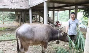Phú Lương tích cực triển khai dự án sinh kế, giúp người dân miền núi thoát nghèo