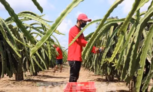 Chăm sóc thanh long tại nhà vườn ở huyện Chợ Gạo (Tiền Giang). Ảnh: TTXVN