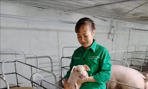 Trang trại chăn nuôi theo mô hình VietGap của chị Nguyễn Thị Thúy, mỗi năm bán ra thị trường hơn 1.000 con lợn thịt và hơn 400 con lợn giống. Ảnh: Nguyễn Thảo – TTXVN