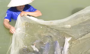 Anh Phạm Văn Hàn mở hướng phát triển kinh tế mới ở vùng cao với nghề nuôi cá quất