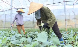 Nông dân huyện Mộc Châu, tỉnh Sơn La thu hoạch rau theo tiêu chuẩn VietGAP. Ảnh: TTXVN phát