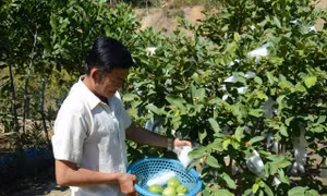 Cựu chiến binh Công Văn Củ thu hoạch ổi. Ảnh: Đinh Hương - TTXVN