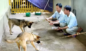 Lào Cai: Người dân vẫn chủ quan, lơ là trong phòng, chống bệnh dại