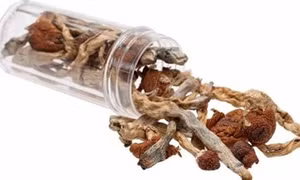 Nghiên cứu chất tạo ảo giác trong nấm giúp cai nghiện rượu, thuốc lá