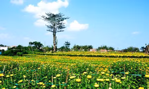 Đưa thương hiệu làng hoa Nghĩa Hiệp vươn xa