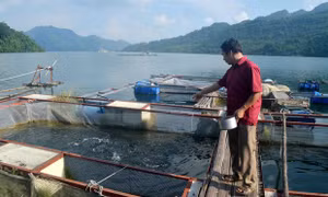 Xây dựng thương hiệu cá sông Đà