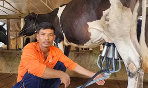 Hơn 2.200 tỷ đồng phát triển đàn bò theo hướng hàng hóa