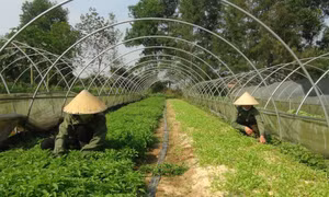 Quảng Bình: Đôi vợ chồng trẻ làm giàu từ trồng rau sạch