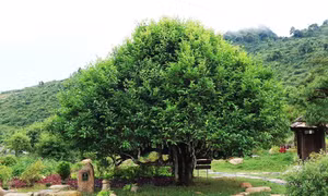 Yên Bái: Tạo giá trị gia tăng cho vùng đồng bào dân tộc