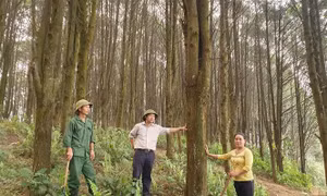 Hiệu quả bước đầu trong việc triển khai trồng rừng pơ mu đã tạo được lòng tin trong nhân dân, làm thay đổi cơ bản thói quen từ đốt phá rừng trở thành người trồng, bảo vệ rừng của đồng bào Mông ở xã Tây Sơn, huyện Kỳ Sơn (Nghệ An). Ảnh: Văn Tý - TTXVN