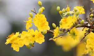 Hoa mai vàng - nét Xuân phương Nam