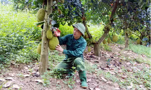 Mô hình chuyển đổi trồng mít Thái thay cây cam sành của gia đình anh Nông Quốc Doanh tại thôn Mường, xã Phù Lưu (Hàm Yên, Tuyên Quang) cho thu nhập 300 triệu đồng/năm. Ảnh: Quang Cường – TTXVN