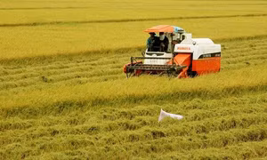 Canh tác lúa thông minh thích ứng với biến đổi khí hậu