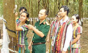 Cán bộ Trung đoàn 717 (binhđoàn 16) hướng dẫn đồng bào S’tiêng kỹ thuật cạo mủ cao su. Nguồn: baobinhphuoc.com.vn