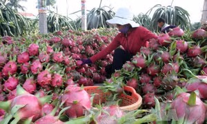 Thanh long đỏ xuất khẩu tại Cửa khẩu Quốc tế Lào Cai. Ảnh: TTXVN