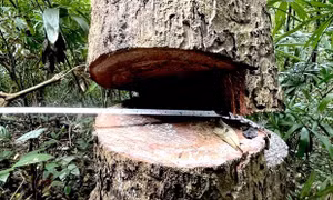 Phạt tù hai đối tượng vi phạm quy định về khai thác, bảo vệ rừng và lâm sản ở Phú Thọ
