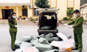 Kiểm kê nầm lợn. Ảnh: Thái Thuần - TTXVN