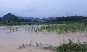 Còn trên 44.500 ha cây trồng bị ngập úng ở khu vực Trung du và Đồng bằng Bắc Bộ