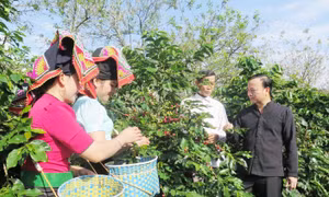 Nâng tầm thương hiệu cà phê Sơn La
